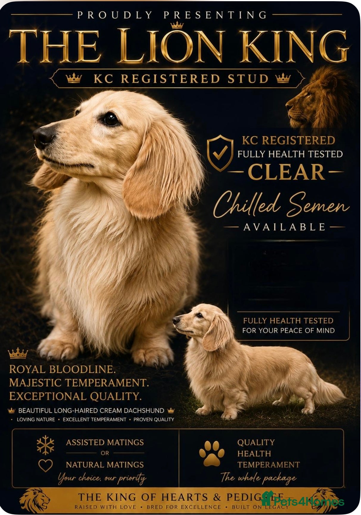 Miniature Dachshund dogs  LionKing 🦁 Miniature cream long haired stud boy  - Advert 1