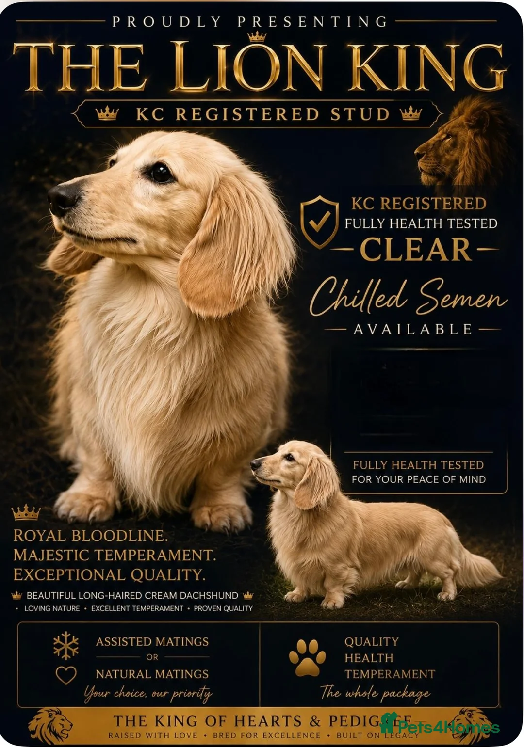Miniature Dachshund dogs for stud:  LionKing 🦁 Miniature cream long haired stud boy  - Advert 1