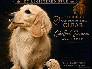 Miniature Dachshund dogs for stud: LionKing 🦁 Miniature cream long haired stud boy - Advert 2
