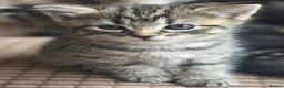 Mixed Breed cats for sale: Kittens for sale  in Sandy - Advert 6