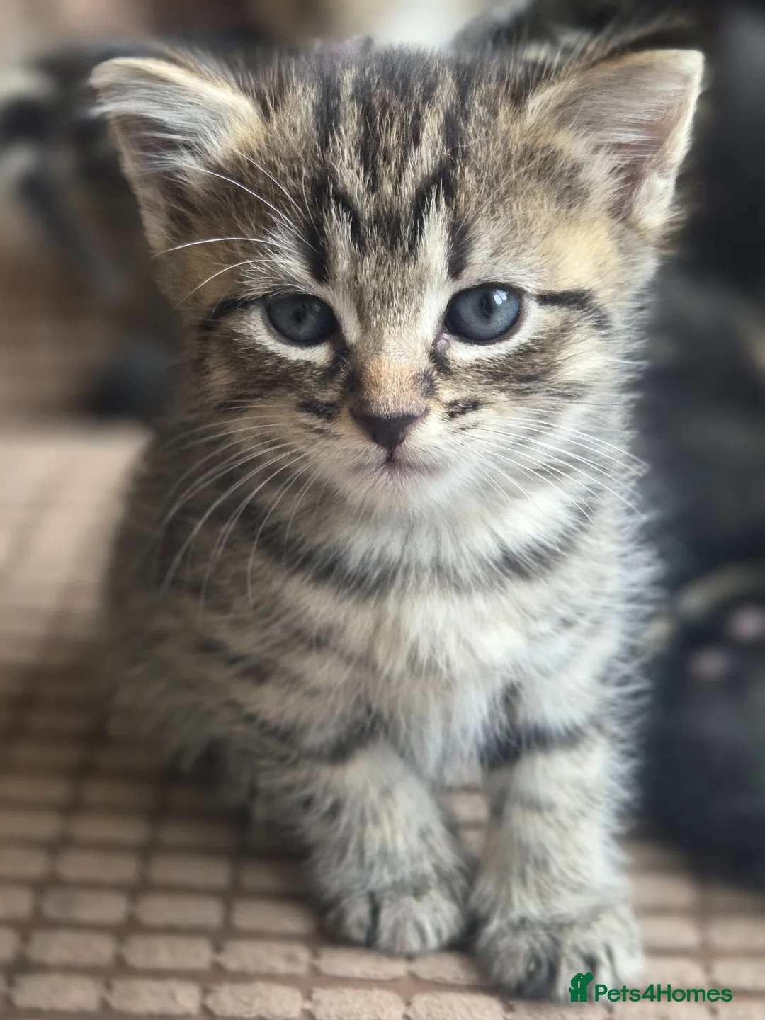 Mixed Breed cats for sale: Kittens for sale  in Sandy - Advert 6