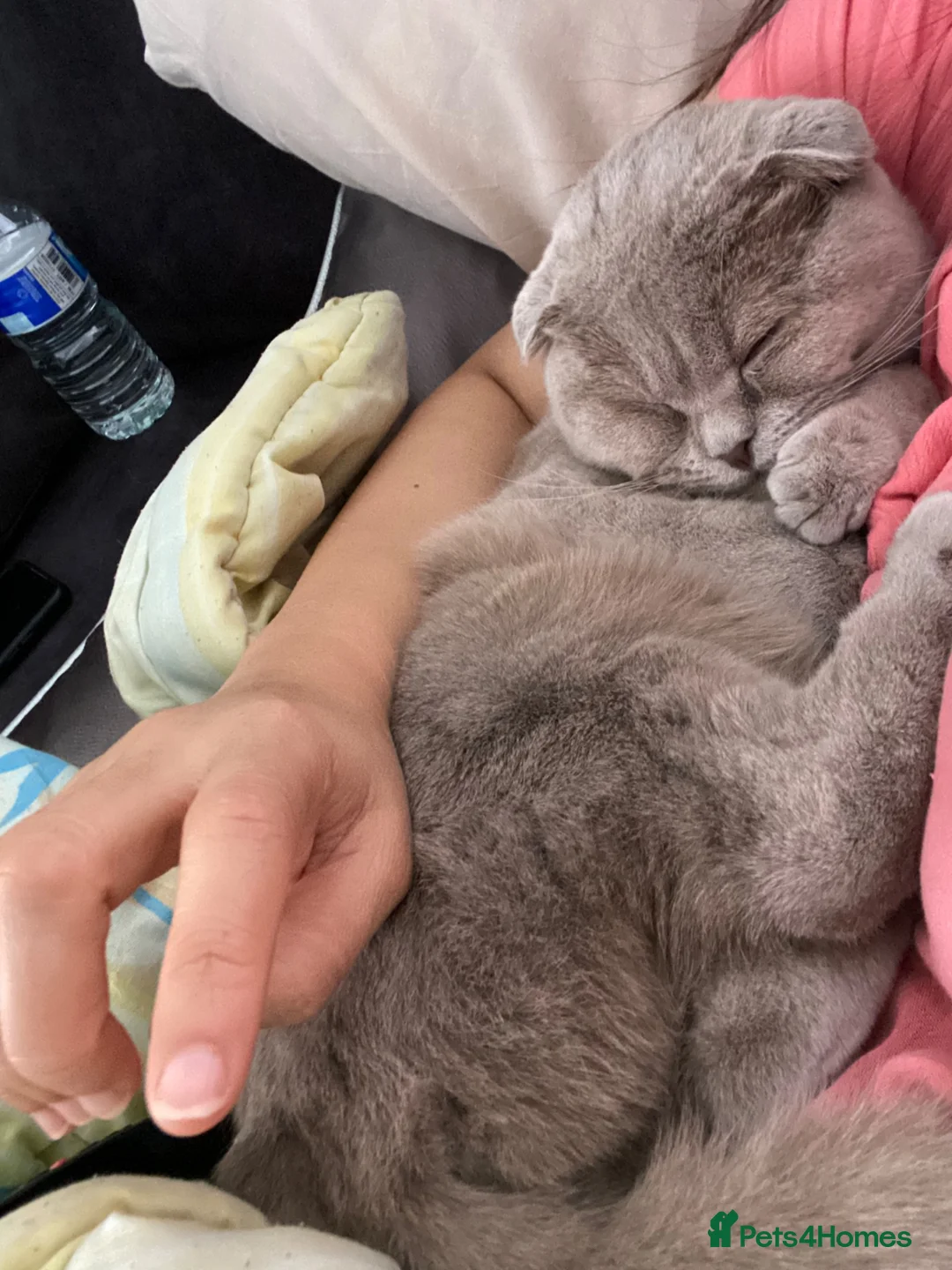 Scottish Fold cats for sale: Lily Scottish Fold  - Advert 1