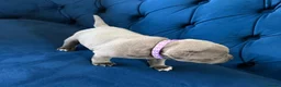 Staffordshire Bull Terrier dogs for sale: KC Staffordshire Bull Terrier Puppies - Advert 7