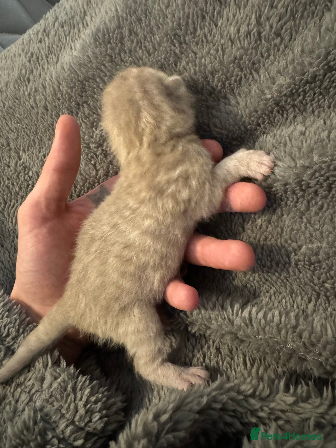 British Shorthair cats for sale: Beautiful bsh kittens  - Image 7