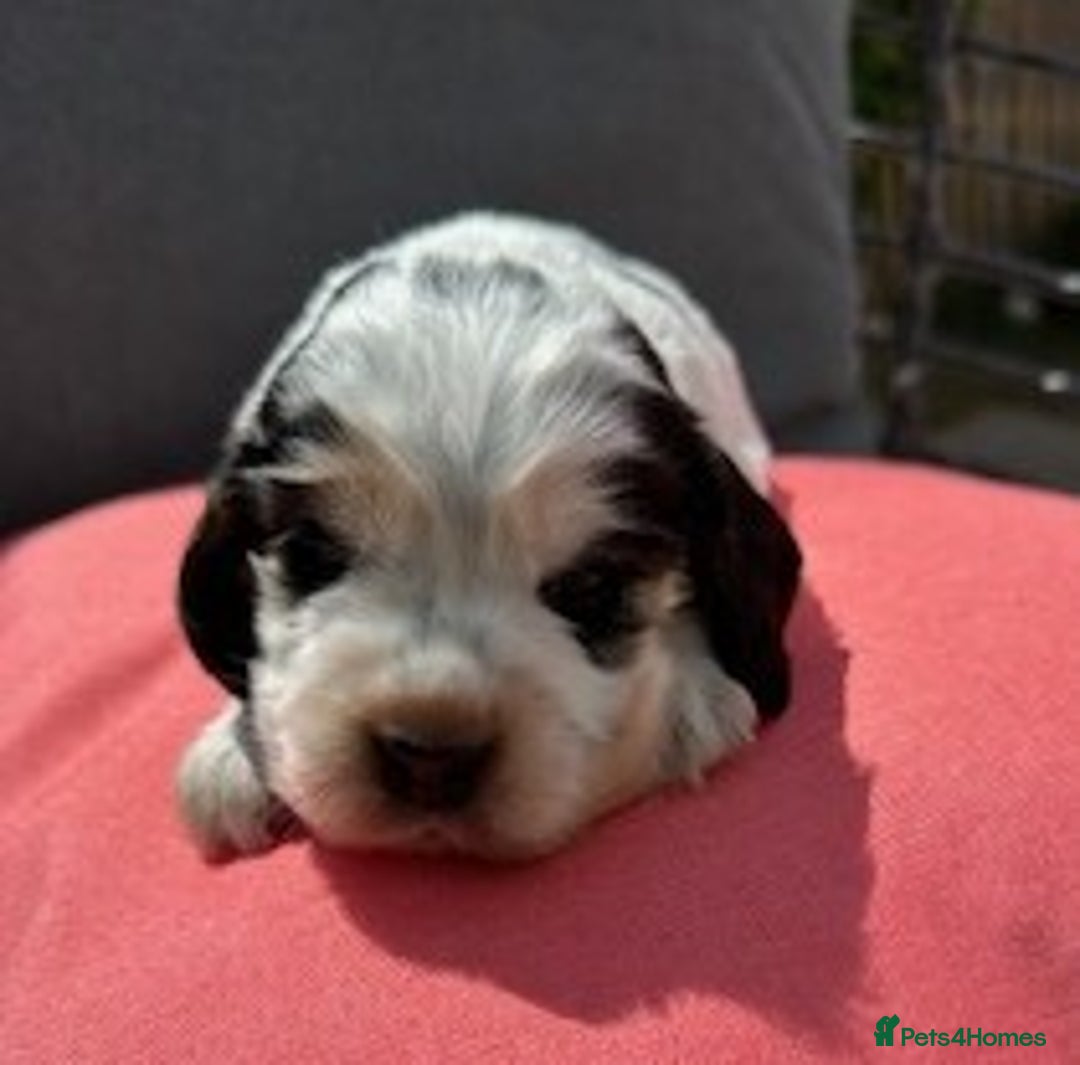 Cocker Spaniel dogs for sale: Show Type KC Cocker Spaniels, 5 star Breeder - Image 9