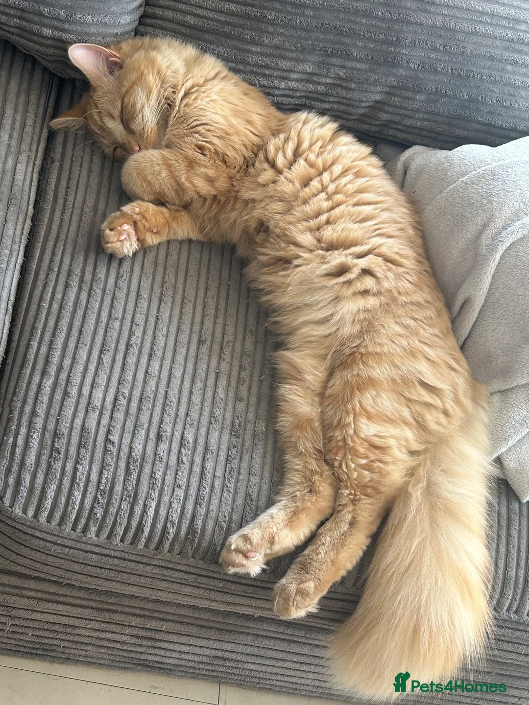 Mixed Breed cats for sale: Cat for sale  - Advert 5