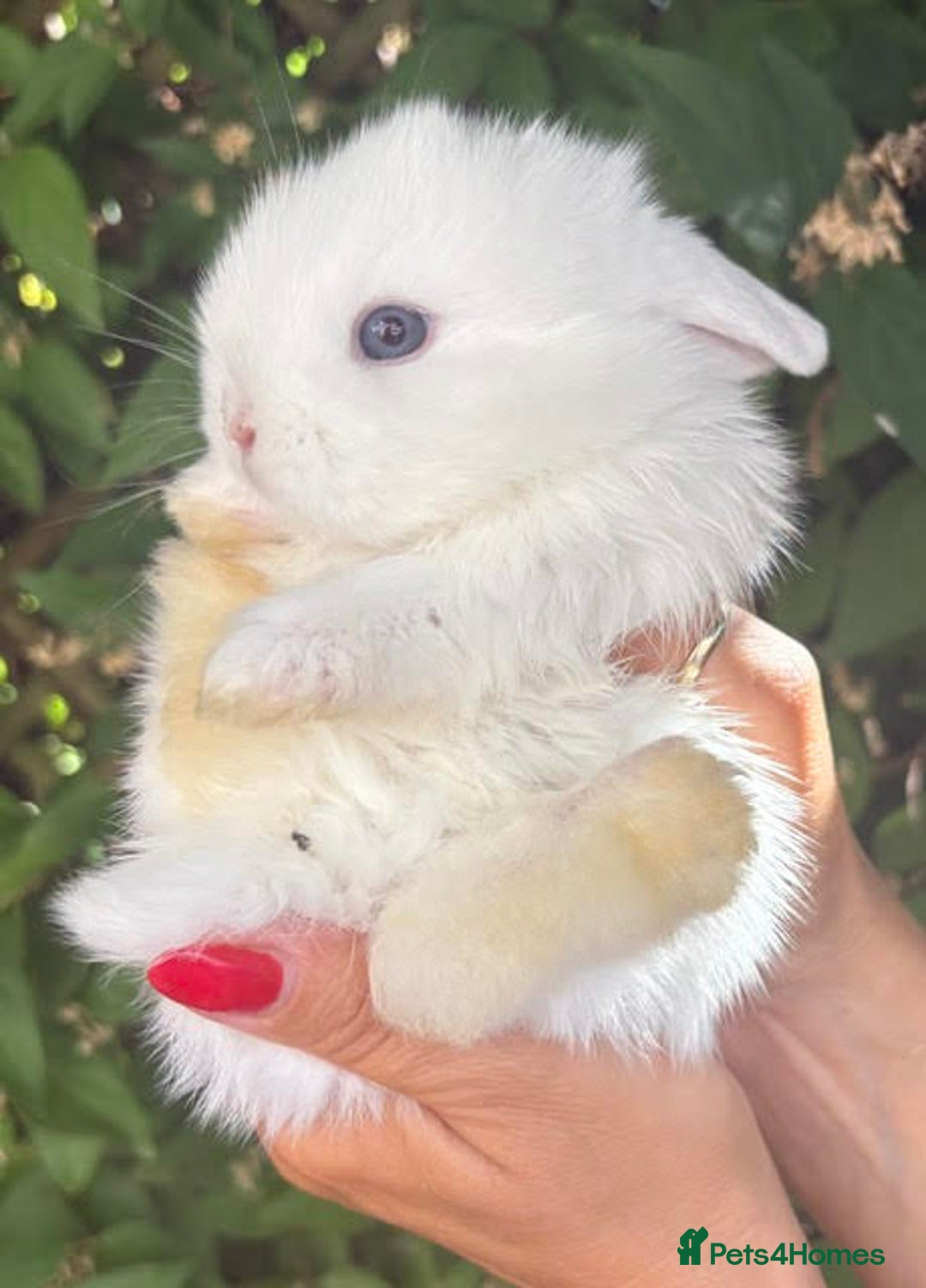 Mini Lop rabbits for sale: Mini Lop Male Twins Ready Now - Image 12