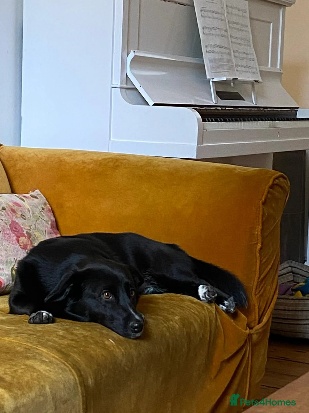 Mixed Breed dogs for adoption: Dora  - Advert 2