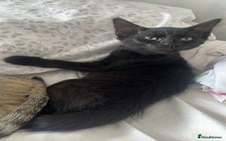 Domestic Shorthair cats for sale: Cute Black Kitten! - Image 1