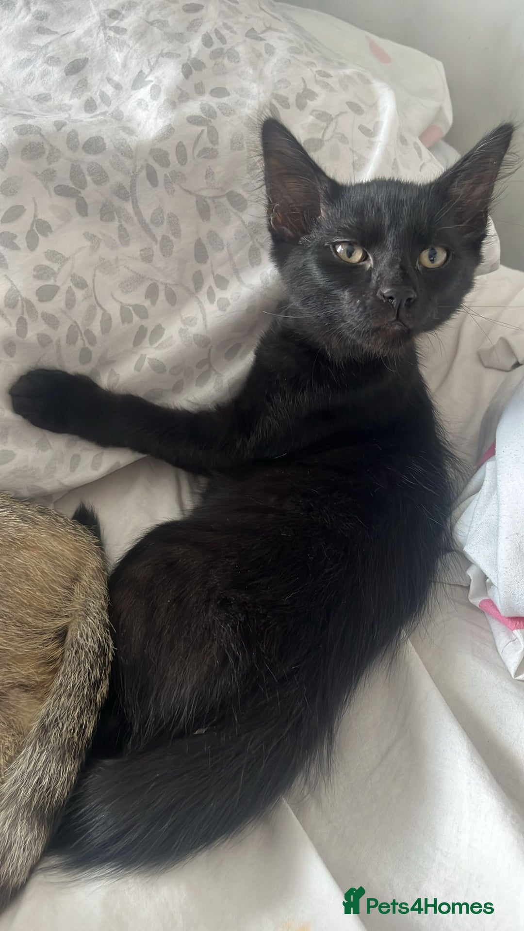 Domestic Shorthair cats for sale: Cute Black Kitten! - Image 1