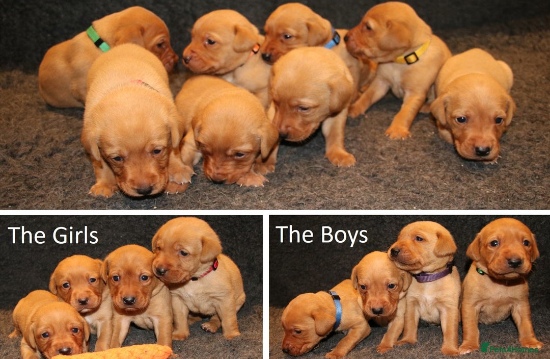 Labrador Retriever dogs for sale: Red Fox Labs-Health Checked-KC Reg-FTCH Pedigree in Stoke-on-Trent - Image 1