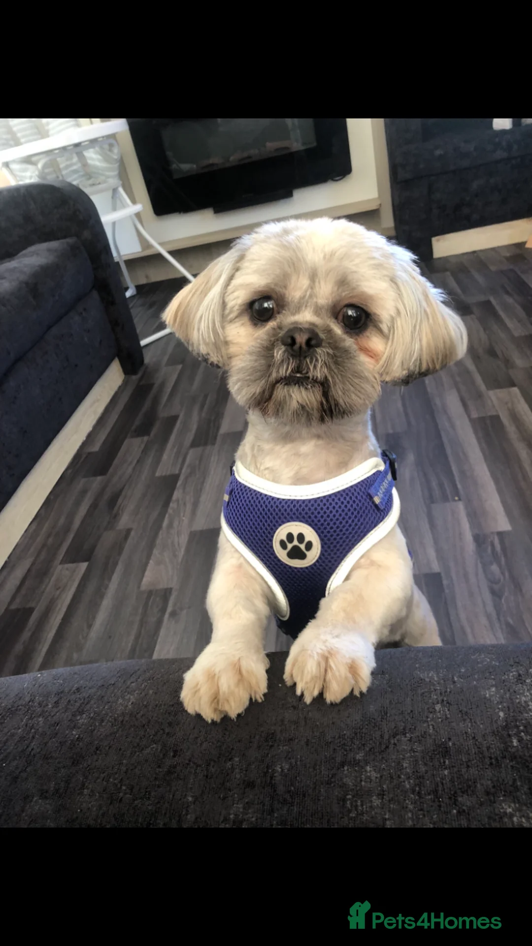 Shih Tzu dogs for stud: 5th Generation KC reg Shihtzu *STUD* in Llanfairpwllgwyngyll - Advert 2