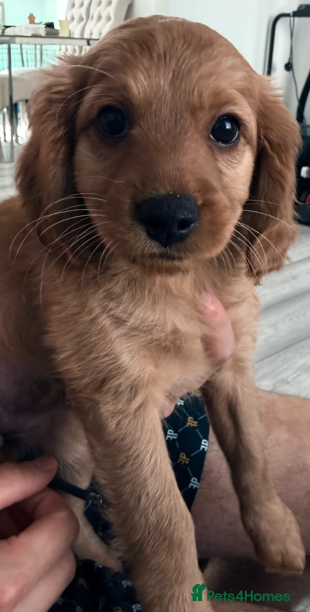Cavapoo dogs for sale: Cavapoos F1 one last puppy available  - Advert 23