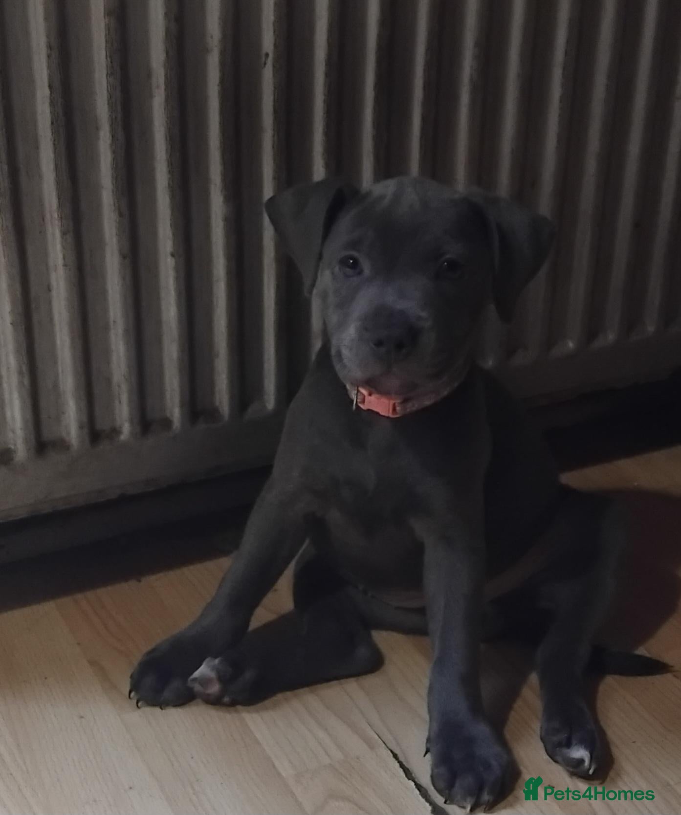 Staffordshire Bull Terrier dogs KC REG BLUE STAFFORDSHIRE BULL TERRIER - Advert 2