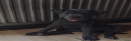 Staffordshire Bull Terrier dogs for sale: KC REG BLUE STAFFORDSHIRE BULL TERRIER - Advert 2