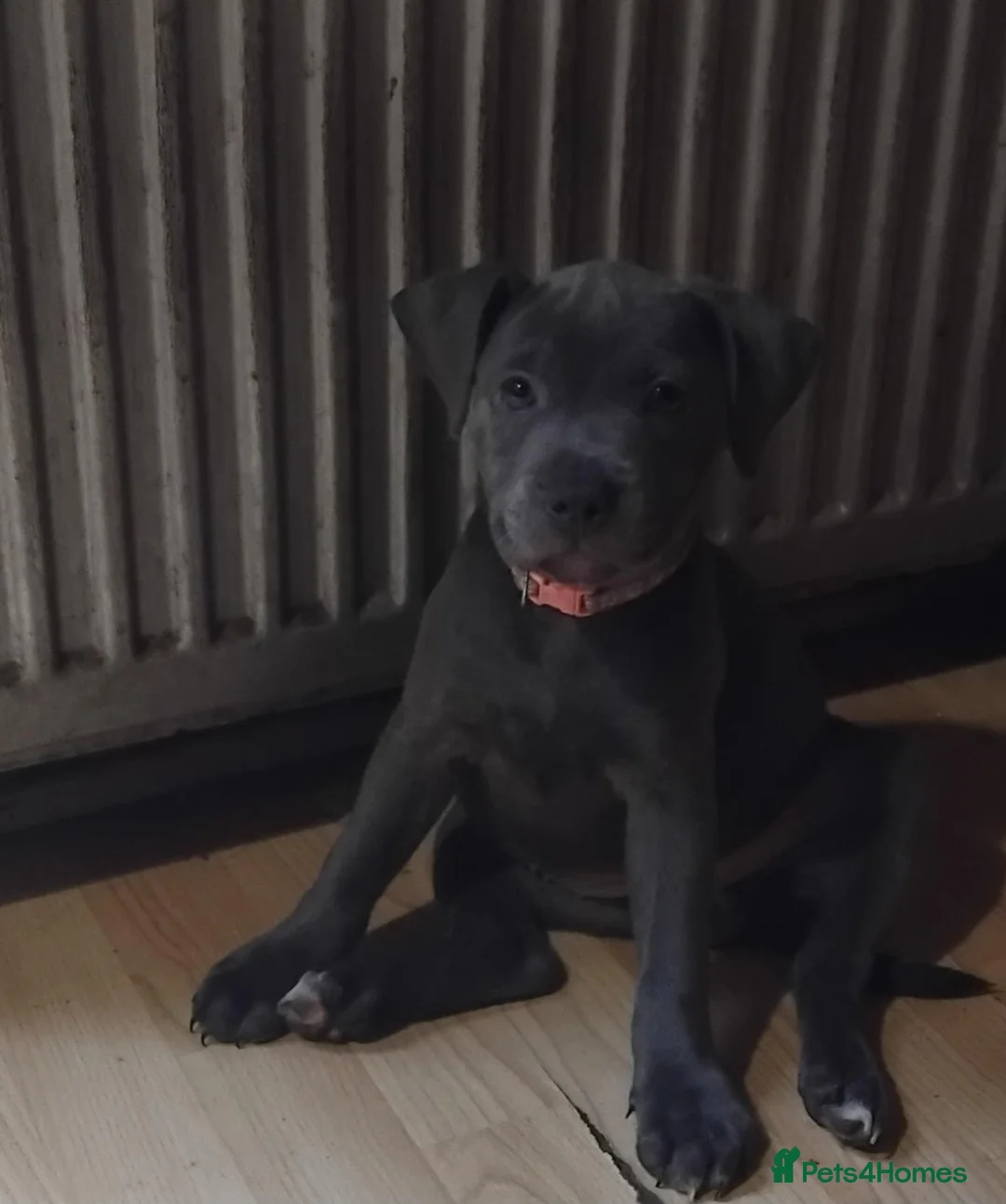 Staffordshire Bull Terrier dogs for sale: KC REG BLUE STAFFORDSHIRE BULL TERRIER - Advert 2