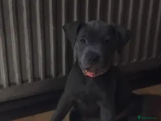 Staffordshire Bull Terrier dogs KC REG BLUE STAFFORDSHIRE BULL TERRIER - Advert 2