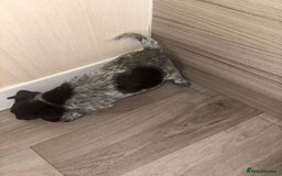 Jack Russell dogs for sale: 3 beautiful puppy’s  - Image 2