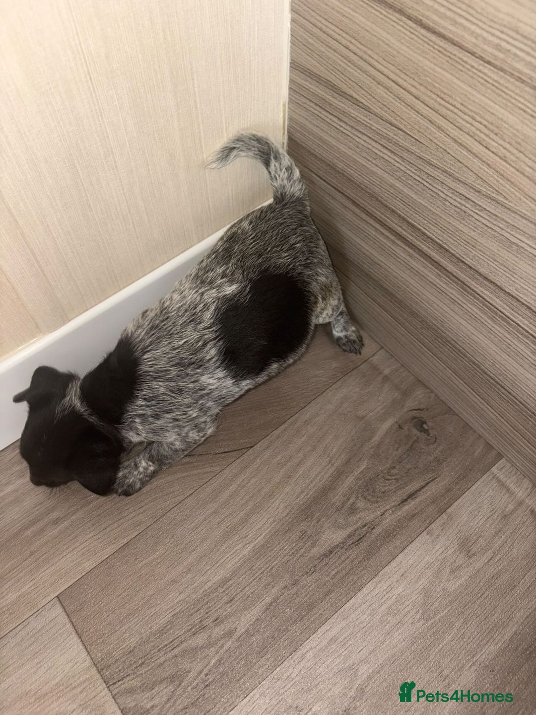 Jack Russell dogs for sale: 3 beautiful puppy’s  - Image 2