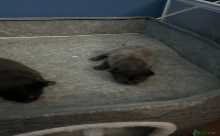 British Longhair cats Two beautiful kittens  - Advert 16