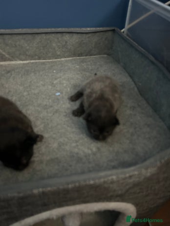 British Longhair cats Two beautiful kittens - Advert 16