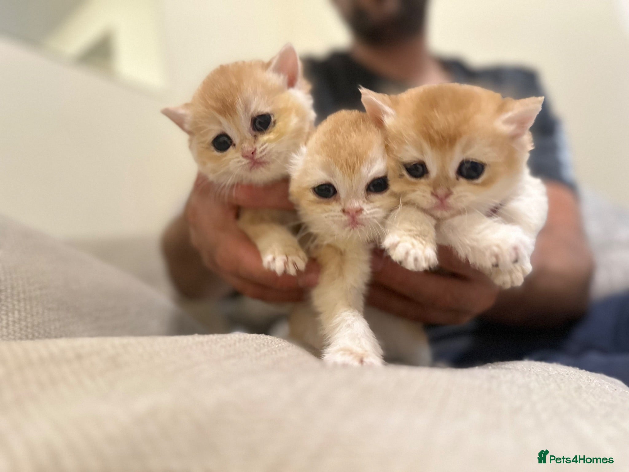 British Shorthair cats Gorgeous GCCF registered British shorthair Gold. - Advert 1