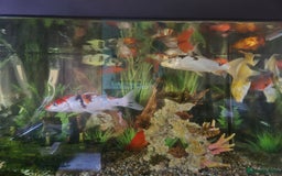 Koi Carp fish for sale: Koi carol and fency gold fish, ryukins oranda fish - Image 2