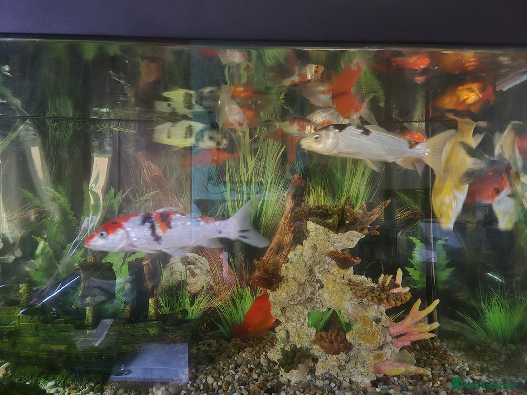 Koi Carp fish for sale: Koi carol and fency gold fish, ryukins oranda fish - Image 2