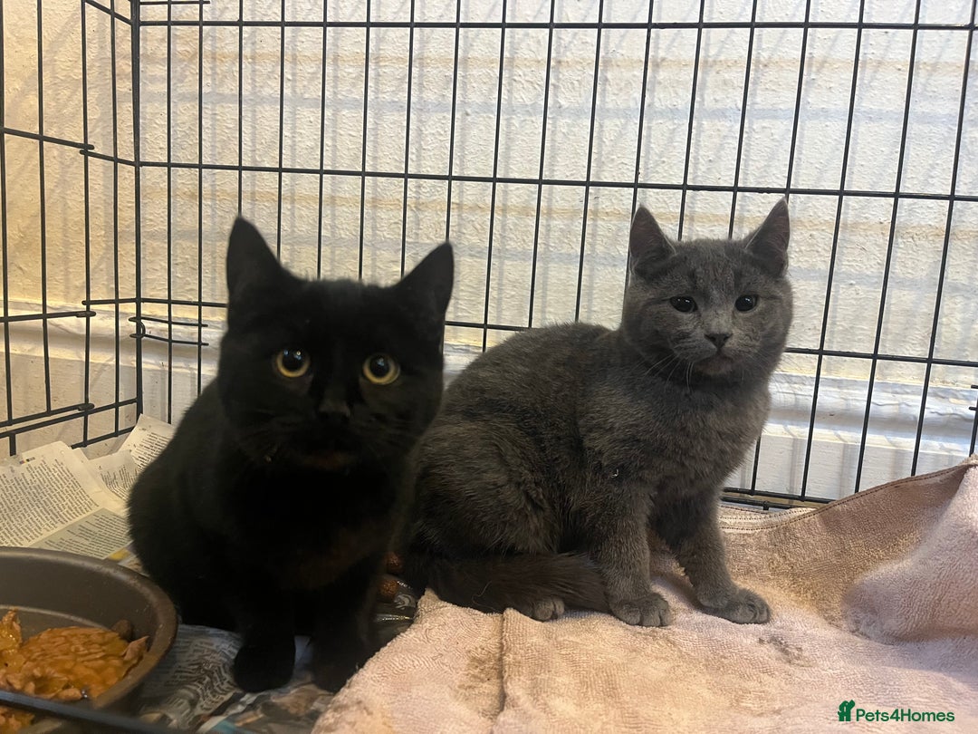 Mixed Breed cats for sale: Short haired, litter trained kittens.  - Advert 1