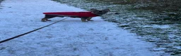 French Bulldog dogs for stud: French Bulldog Stud in Coventry - Advert 2