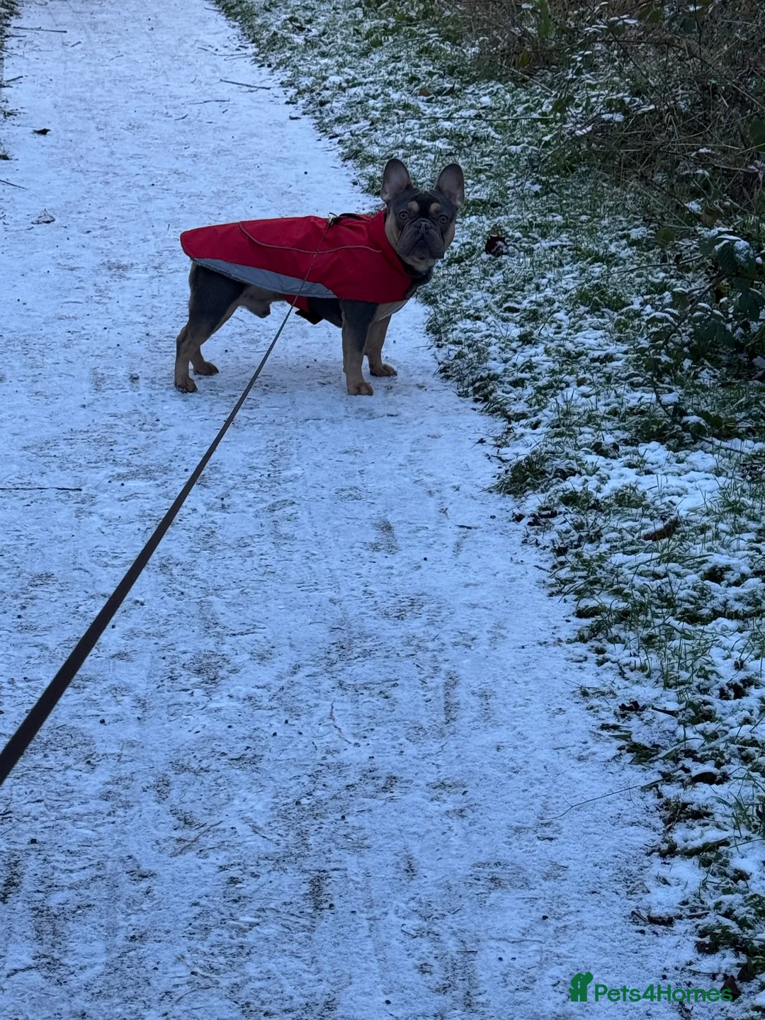French Bulldog dogs for stud: French Bulldog Stud in Coventry - Advert 2
