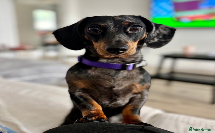 Dachshund dogs - Advert 2