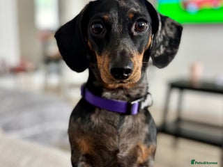 Dachshund dogs - Advert 2