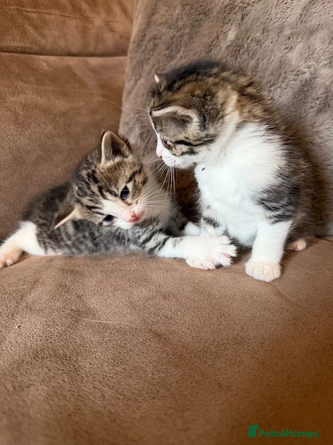 Domestic Shorthair cats for sale: Kittens for rehome 🐱  in Melton Mowbray - Advert 5
