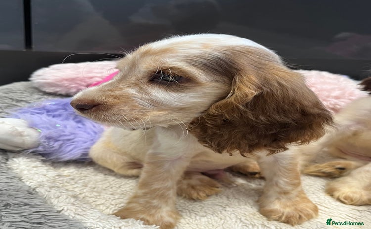 Cocker Spaniel dogs - Advert 10