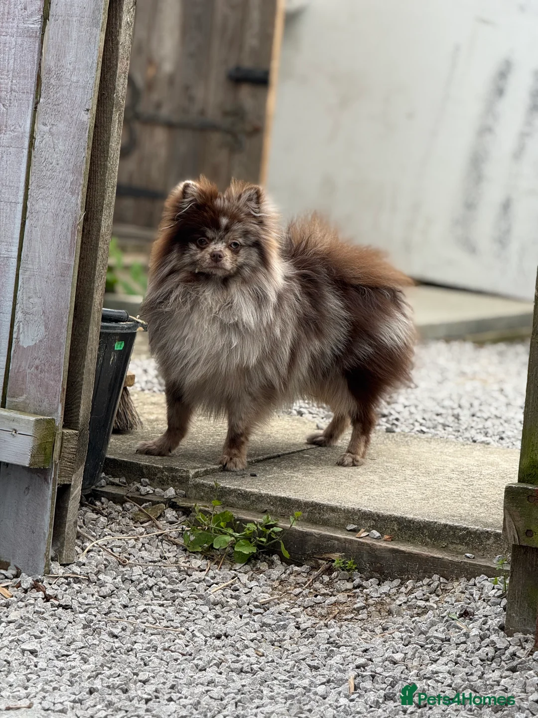 Pomeranian dogs for stud: Beautiful kc chocolate Merle for stud 🍫  - Advert 1
