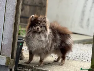 Pomeranian dogs Beautiful kc chocolate Merle for stud 🍫 - Advert 5
