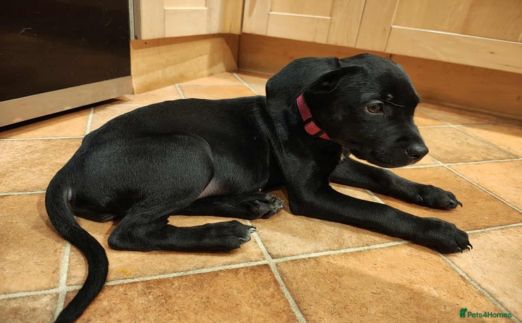 Mixed Breed dogs - Advert 7