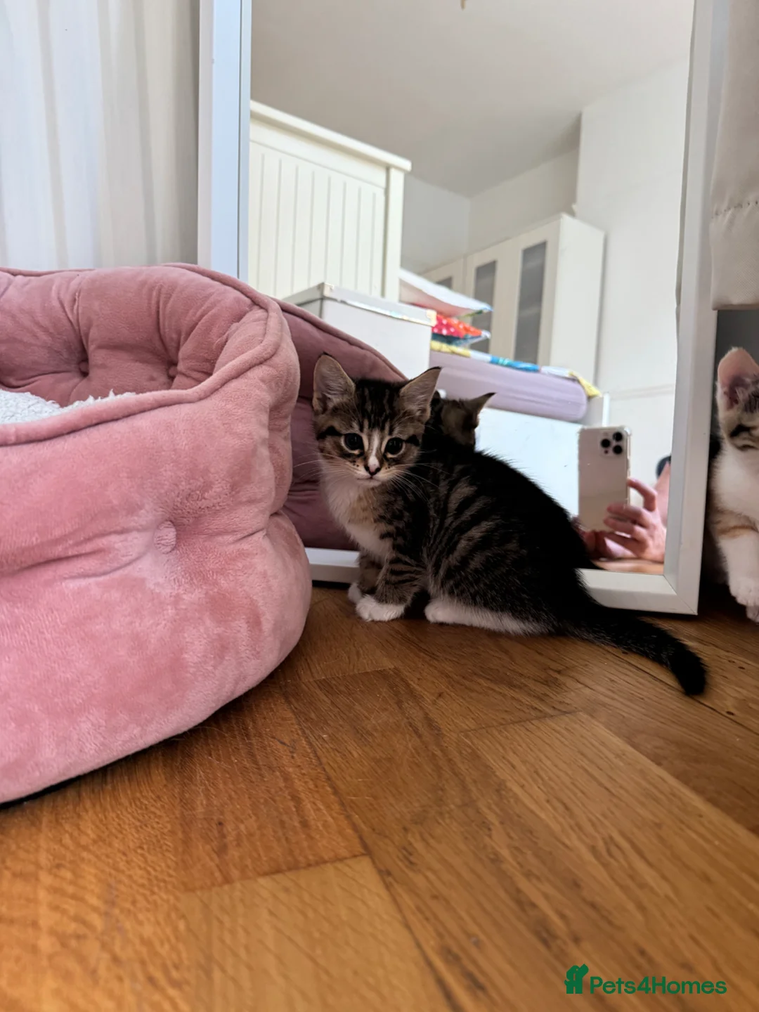 Mixed Breed cats for sale: 😺cute kittens ready for New Homes😺 - Advert 1