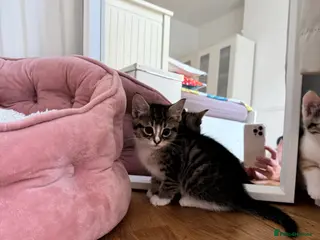 Mixed Breed cats 😺cute kittens ready for New Homes😺 - Advert 4