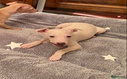 Italian Greyhound dogs for sale: ITALIAN GREYHOUND PUPPIES  - Advert 22