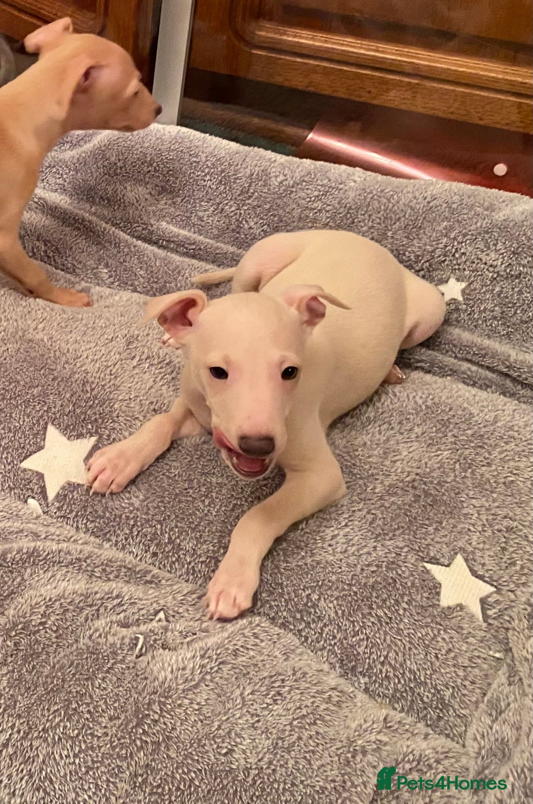 Italian Greyhound dogs for sale: ITALIAN GREYHOUND PUPPIES  - Advert 22