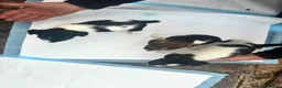 Jack Russell dogs for sale: Jack Russel pups. Long and Short hair  - Advert 5