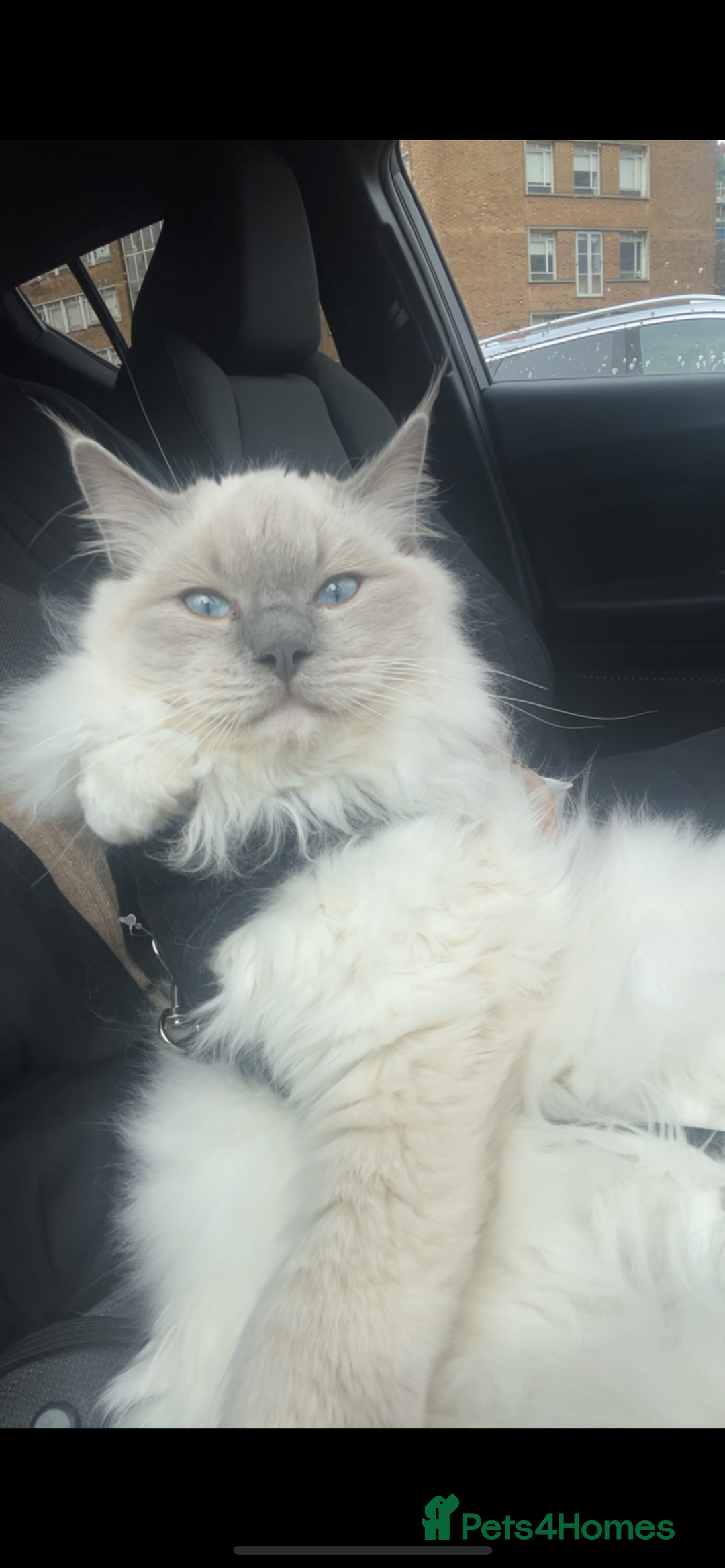Ragdoll cats for stud: BIG beautiful GCCF & TICA Active Ragdoll Stud! in London - Image 5