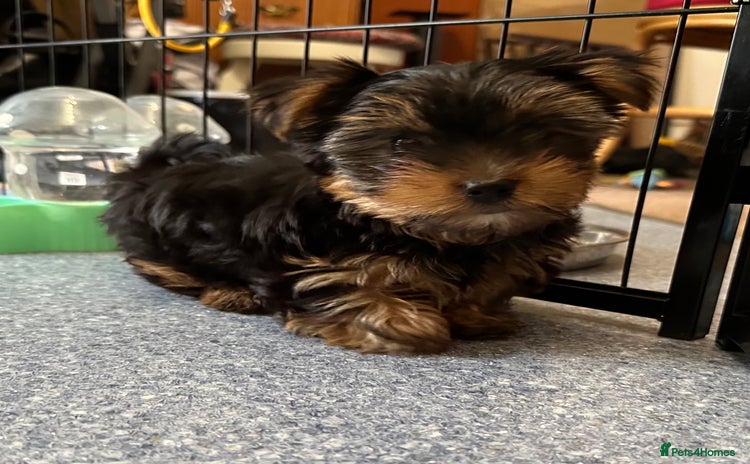 Yorkshire Terrier dogs in Worthing - Advert 4