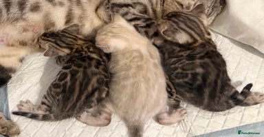 Bengal cats 🎉Tica Pedigree Stunning Little Leopards🎉  - Advert 5