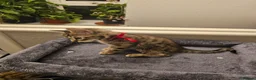 Bengal cats for sale: Bengal kittens for sale  - Advert 17