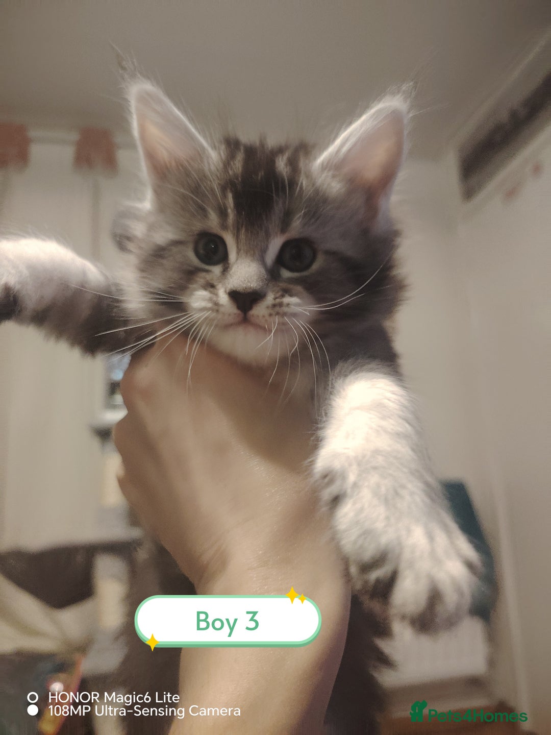 Maine Coon cats for sale: Beautiful Maine Coon kittens 💖💙🐱 - Advert 4