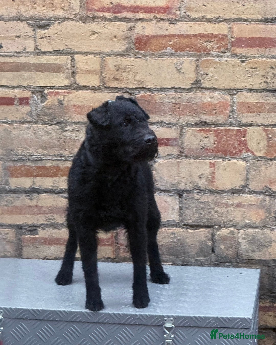 Lakeland Terrier dogs for sale: Black Lakeland/fell terrier girl  - Advert 2
