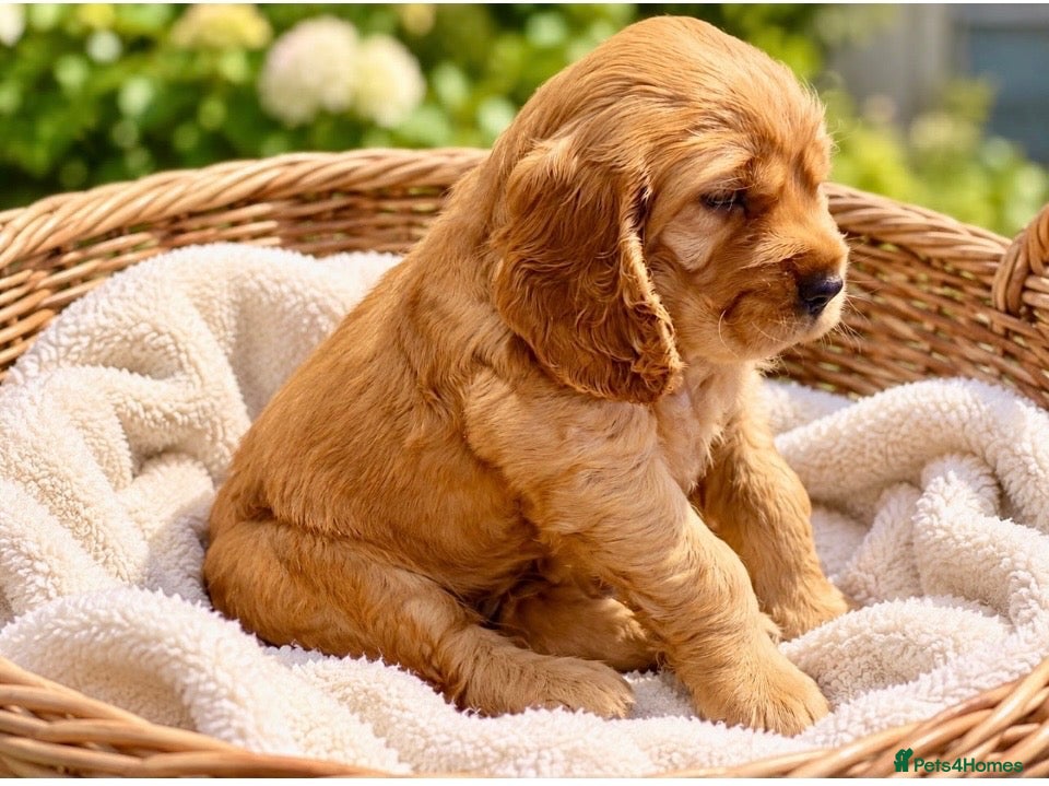Cocker Spaniel dogs KC show cocker spaniel puppies Simbawood sire  - Advert 1